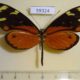 59324p Nymphalidae Mechanitis polymnia isthmia Costa Rica $7