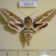 59327p Sphingidae Hyles zygophylli Kazakhstan $9