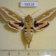 59328p Sphingidae Hyles zygophylli Kazakhstan $9