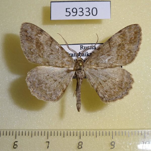 Geometridae Hypomecis punctinalis Transbaikal reg.