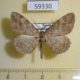 59330p Geometridae Hypomecis punctinalis Transbaikal reg. $3