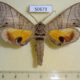 50673p Sphingidae Gynoeryx meander Madagascar $20