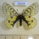 55310p Papilionidae Parnassius eversmanni Tyva rep. $15