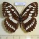 59339p Nymphalidae Athyma perius Vietnam $6