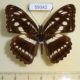 59342p Nymphalidae Athyma opalina Vietnam $7