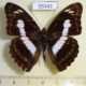 59343p Nymphalidae Athyma selenophora Vietnam $7