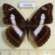 59344p Nymphalidae Athyma selenophora Vietnam $5