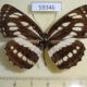 59346p Nymphalidae Neptis hylas Vietnam $4