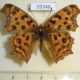 59348p Nymphalidae Polygonia c-aureum Vietnam $6