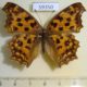 59350p Nymphalidae Polygonia c-aureum Vietnam $6