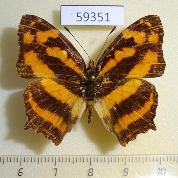 Nymphalidae Symbrenthia lilaea Vietnam