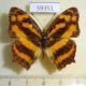 59351p Nymphalidae Symbrenthia lilaea Vietnam $5