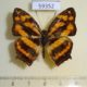 59352p Nymphalidae Symbrenthia lilaea Vietnam $4