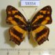 59354p Nymphalidae Symbrenthia lilaea Vietnam $5