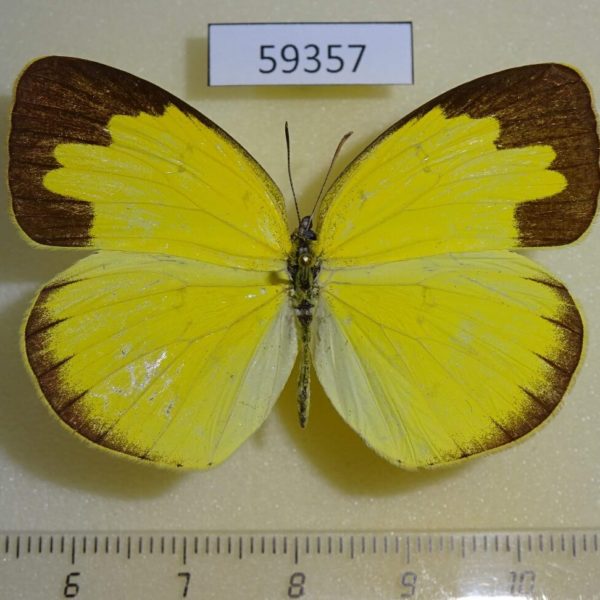 Pieridae Eurema sp. hecabe Vietnam