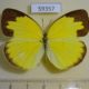 59357p Pieridae Eurema sp. hecabe Vietnam $4