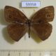 59358p Satyridae Mycalesis francisca Vietnam $4