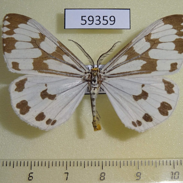 Arctiidae Nyctemera adversata Vietnam