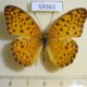 59361p Nymphalidae Phalanta phalantha Vietnam $5