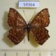 59364p Riodinidae Zemeros flegyas Vietnam $4