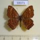 59371p Riodinidae Zemeros flegyas Vietnam $3