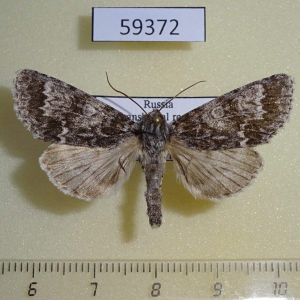 Noctuidae Acronicta megacephala Transbaikal reg.