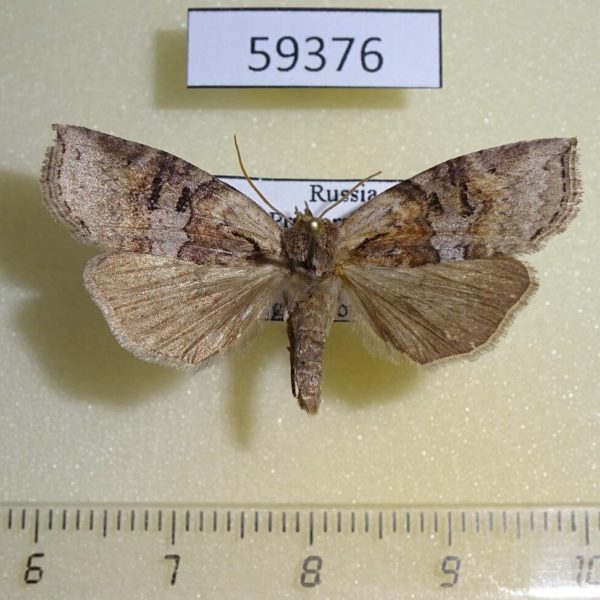 Thyatiridae Epipsestis ornata obscurata Primorye