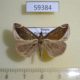 59384p Noctuidae Hypena biocoloralis Primorye $4