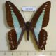 59388p Papilionidae Graphium sarpedon Borneo $6
