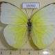 59392p Pieridae Catopsilia pomona Vietnam $5