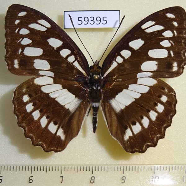 Nymphalidae Athyma perius Vietnam