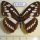 59395p Nymphalidae Athyma perius Vietnam $7