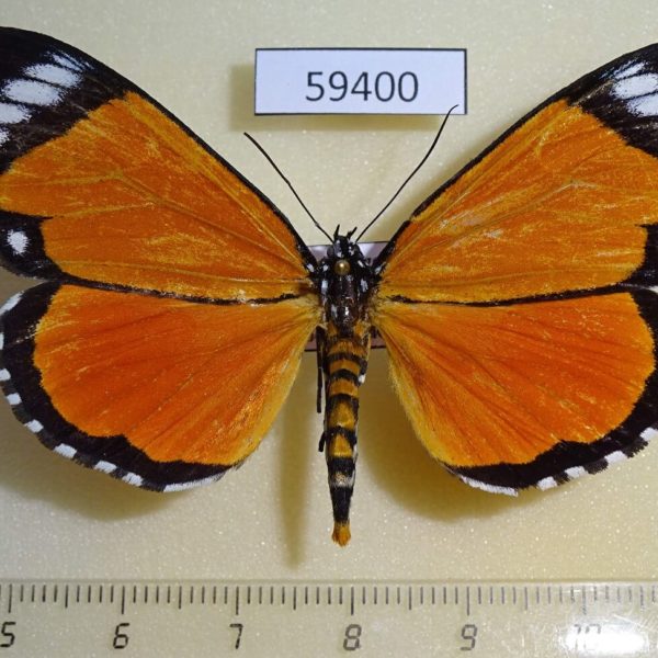 Noctuidae Heraclia poggei Congo