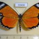 59400p Noctuidae Heraclia poggei Congo $50