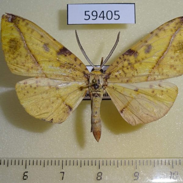 Geometridae Omiza miliaria W.Papua