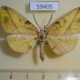59405p Geometridae Omiza miliaria W.Papua $6