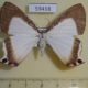 59418p Uraniidae Cyphura caudiferaria W.Papua $12