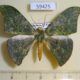 59425p Geometridae Tanaorhinus unipuncta W.Papua $10