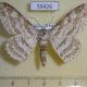 59426p Geometridae Ascotis margarita W.Papua $8
