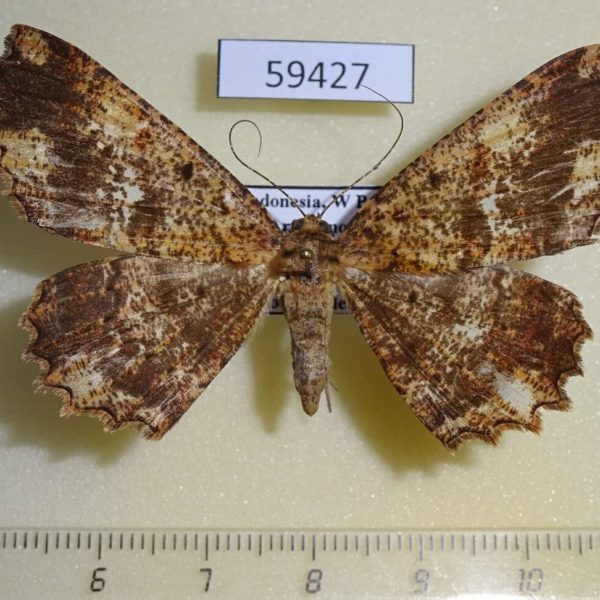Geometridae Xerodes albisparsa f W.Papua