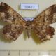 59427p Geometridae Xerodes albisparsa f W.Papua $7
