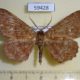 59428p Geometridae Xerodes albisparsa W.Papua $6