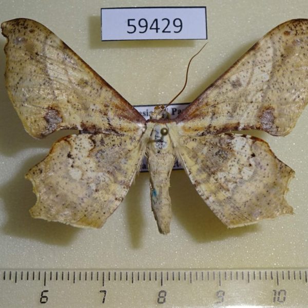 Geometridae Xylinophylla maculata W.Papua