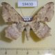 59430p Geometridae Xylinophylla maculata W.Papua $6