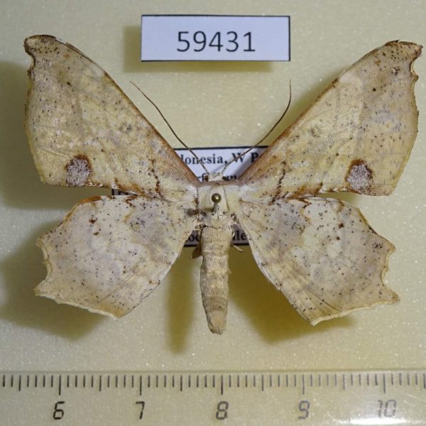 Geometridae Xylinophylla maculata W.Papua