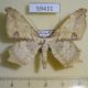 59431p Geometridae Xylinophylla maculata W.Papua $7