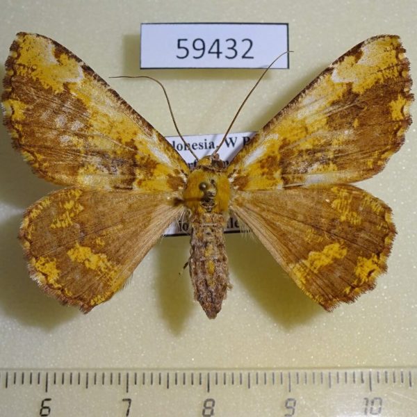 Geometridae sp. W.Papua