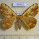 59432p Geometridae sp. W.Papua $9