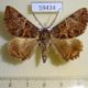 59434p Noctuidae Daddala lucilla W.Papua $7
