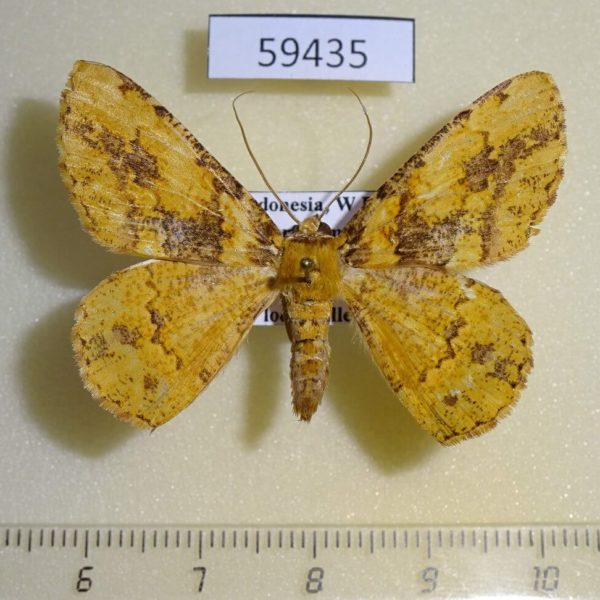 Geometridae sp. W.Papua